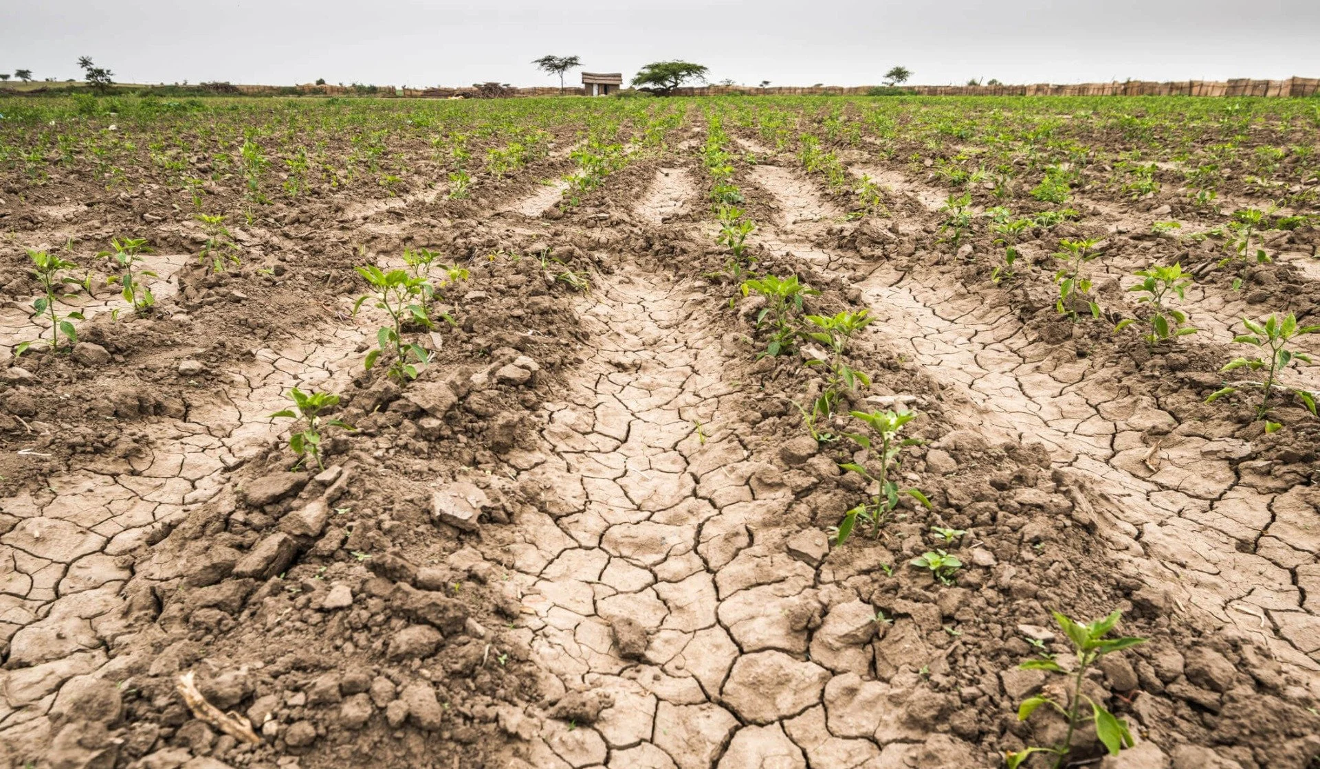 La sequía afecta a productores de distintos puntos de Córdoba.