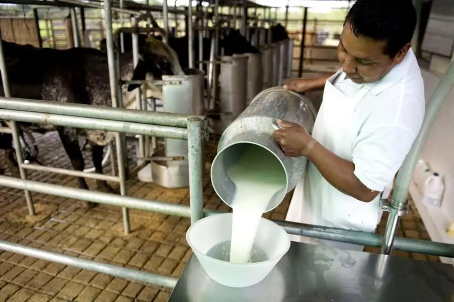 Productores de leche ya pueden inscribirse a “Impulso Tambero 2”