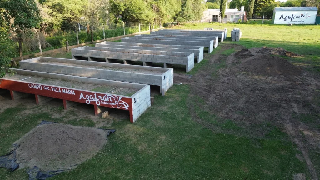 Azafrán Mediterráneo multiplica por cuatro su siembra en Villa María y atrae a nuevos inversores