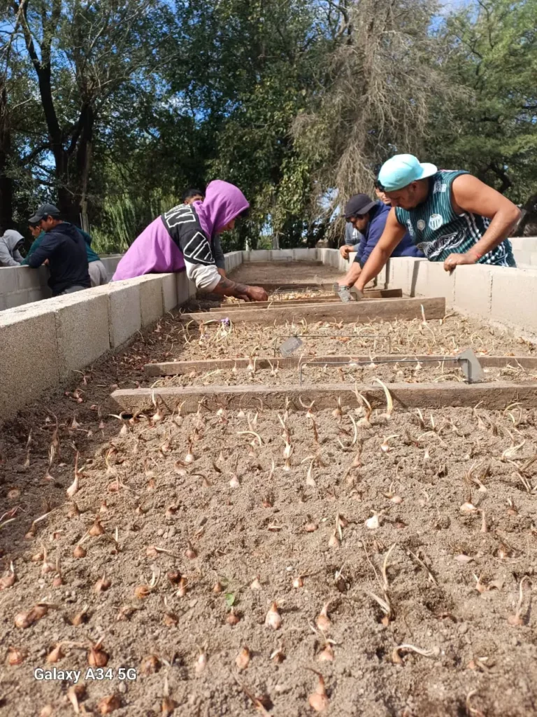 Azafrán Mediterráneo multiplica por cuatro su siembra en Villa María y atrae a nuevos inversores