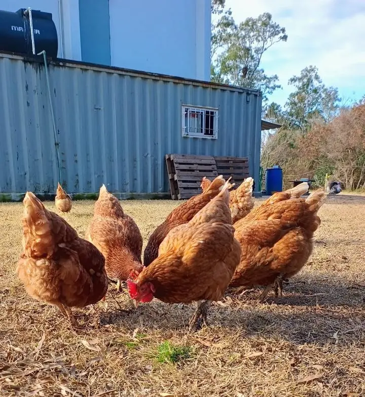 El emprendimiento familiar que pone huevos saludables en la mesa de la región