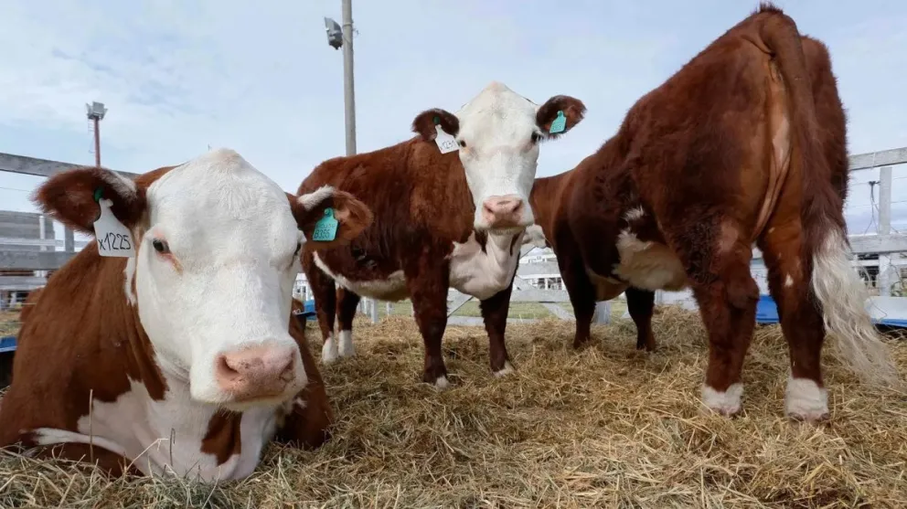 creditos_bovinos Créditos valor producto: más de $3.500 millones ya aprobados para productores bovinos