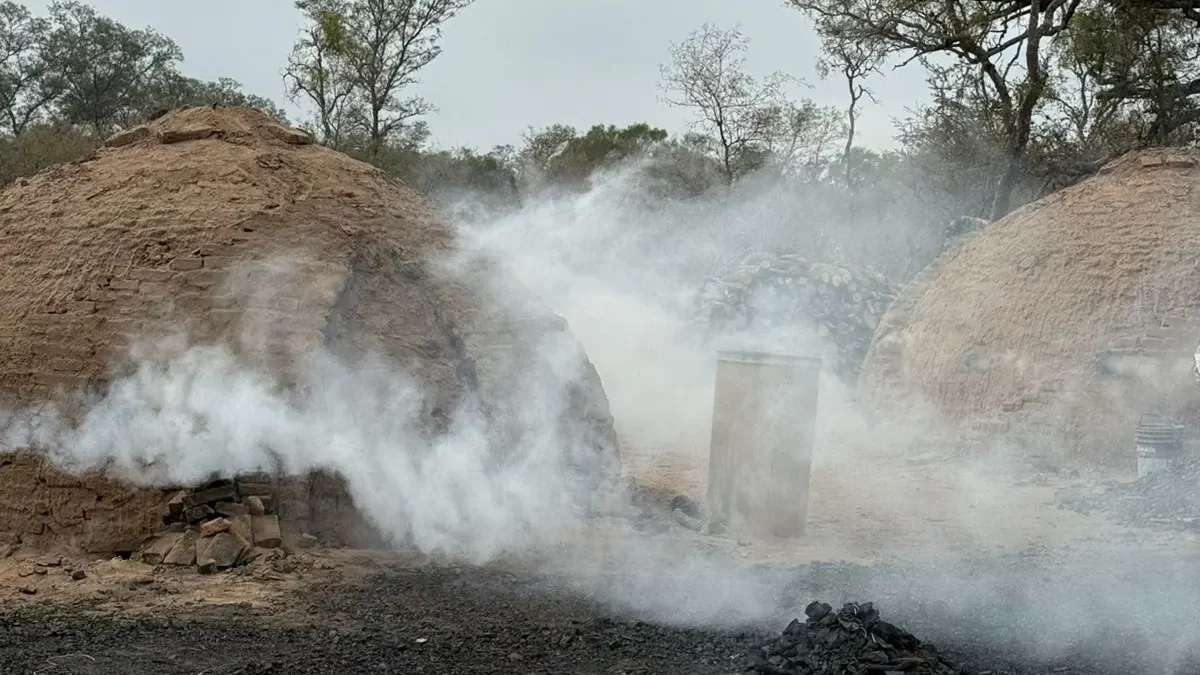 De los montes del norte a las góndolas villamarienses: el crecimiento de Don Nene Forestales
