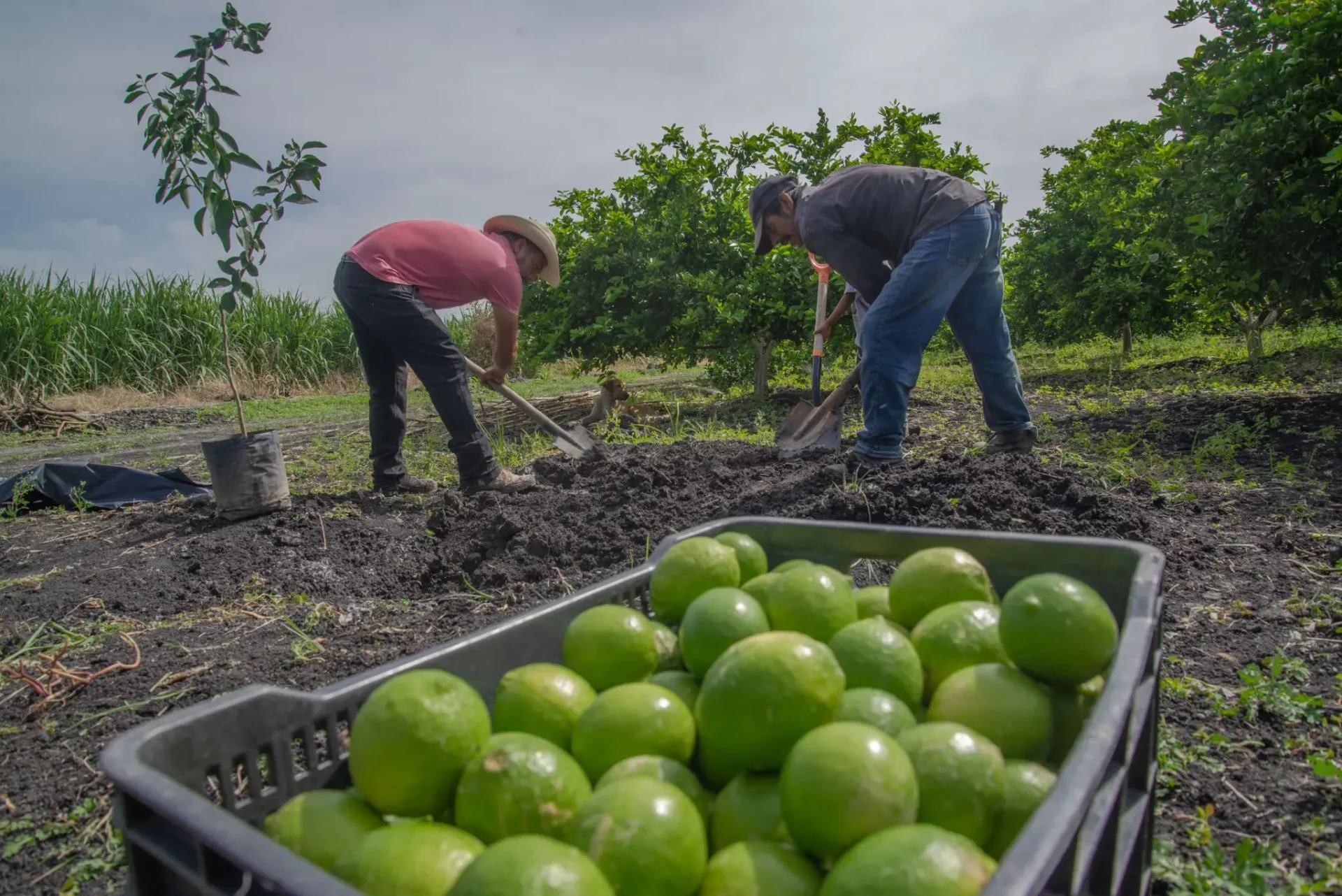 Campo vs. góndola: la brecha de precios volvió a crecer y supera las 3,7 veces